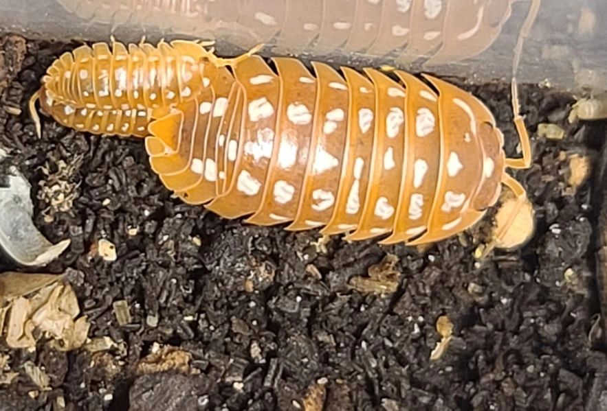 Orange Spotted Isopod Juveniles (Armadillidium werneri) 12 Count